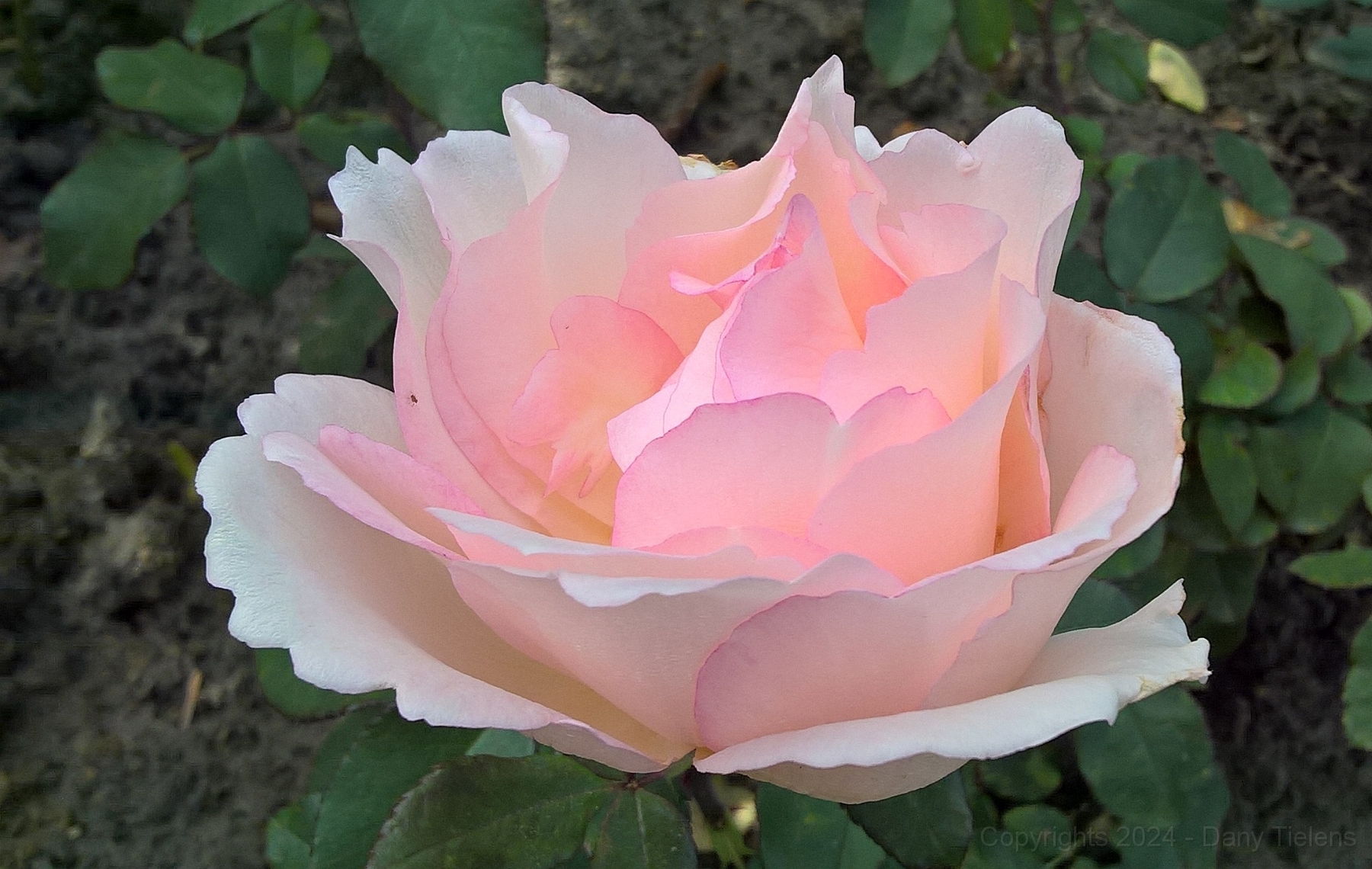 Rosa - Souvenir de Baden-Baden.jpg